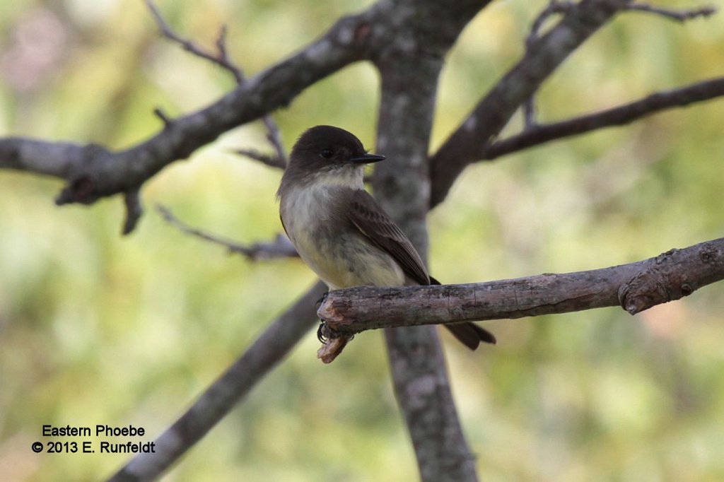 Eastern Phoebe.jpg